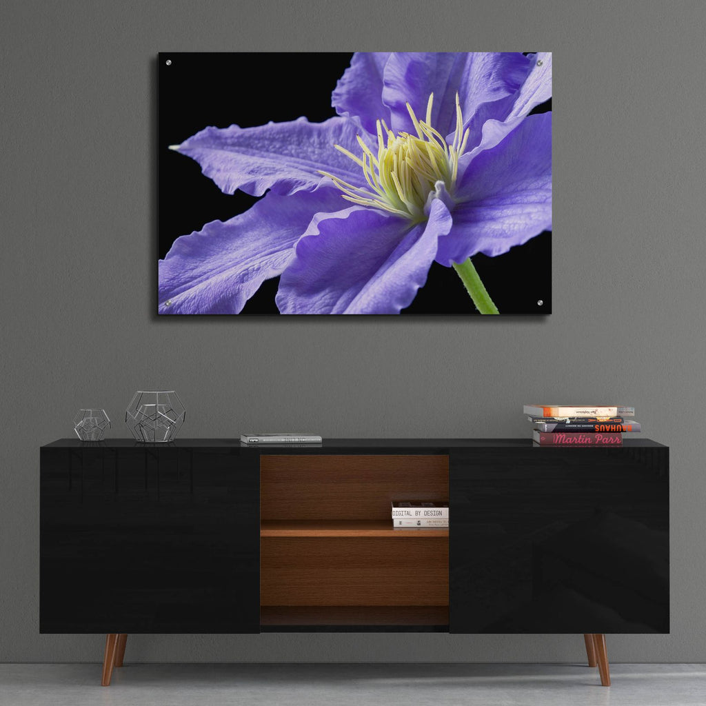 Purple Clematis by Amalia Elena Veralli - 36x24 acrylic wall art in a room