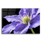 Purple Clematis by Amalia Elena Veralli acrylic glass wall art