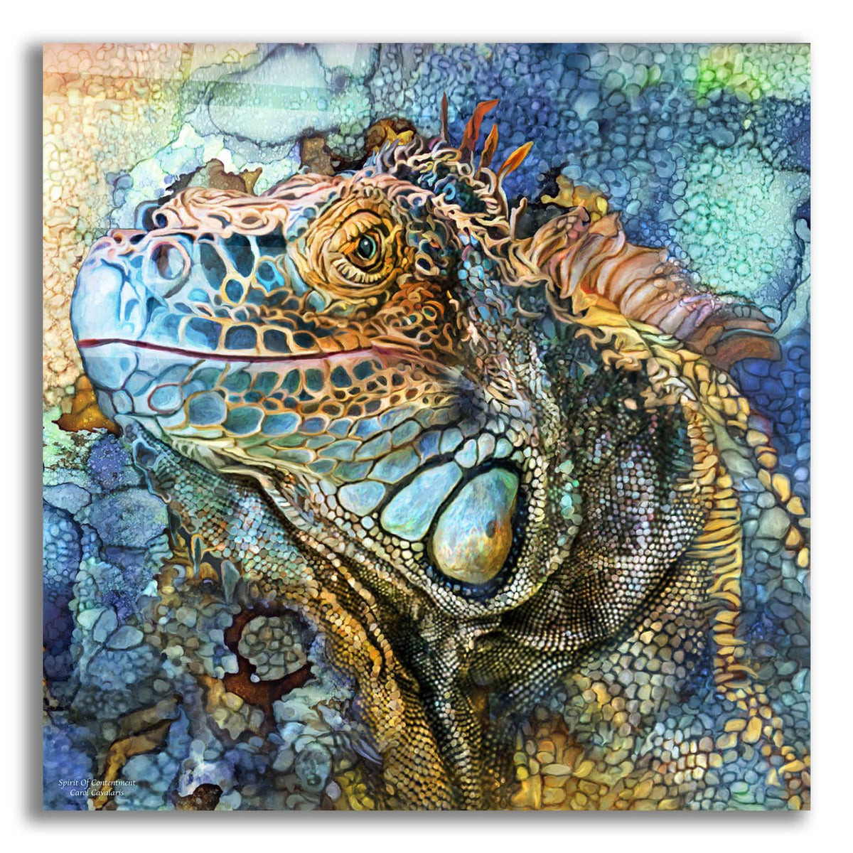 Iguana - Spirit Of Contenment by Carol Cavalaris acrylic glass wall art
