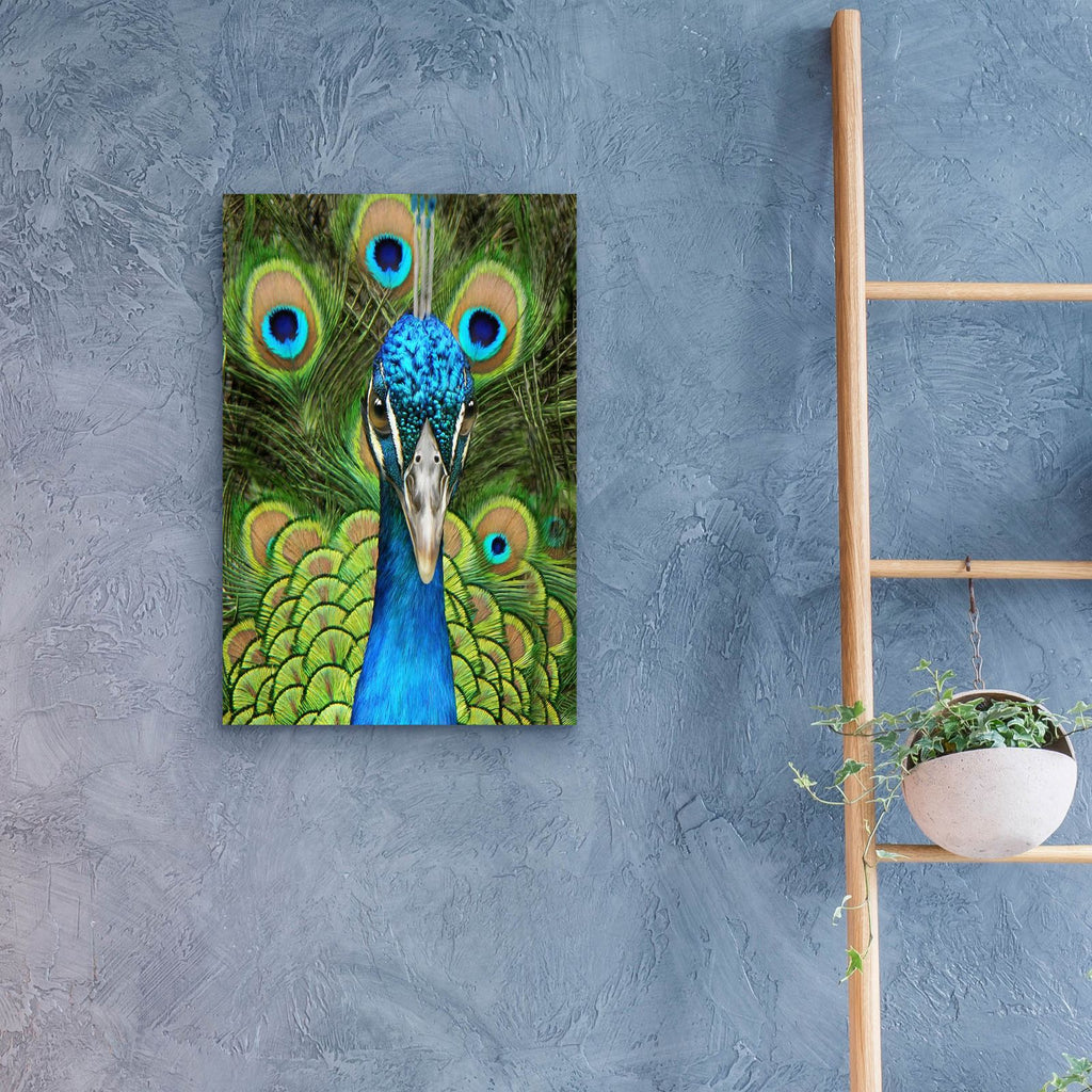 Peacock Face Bf by Carol Cavalaris - 16x24 acrylic wall art in a room