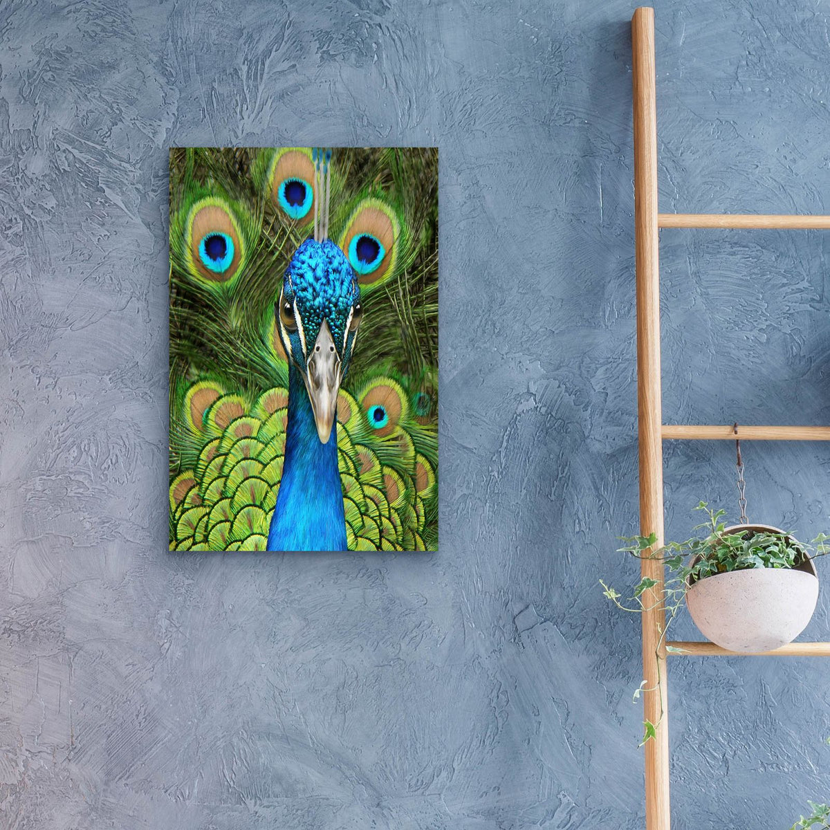 Peacock Face Bf by Carol Cavalaris - 16x24 acrylic wall art in a room