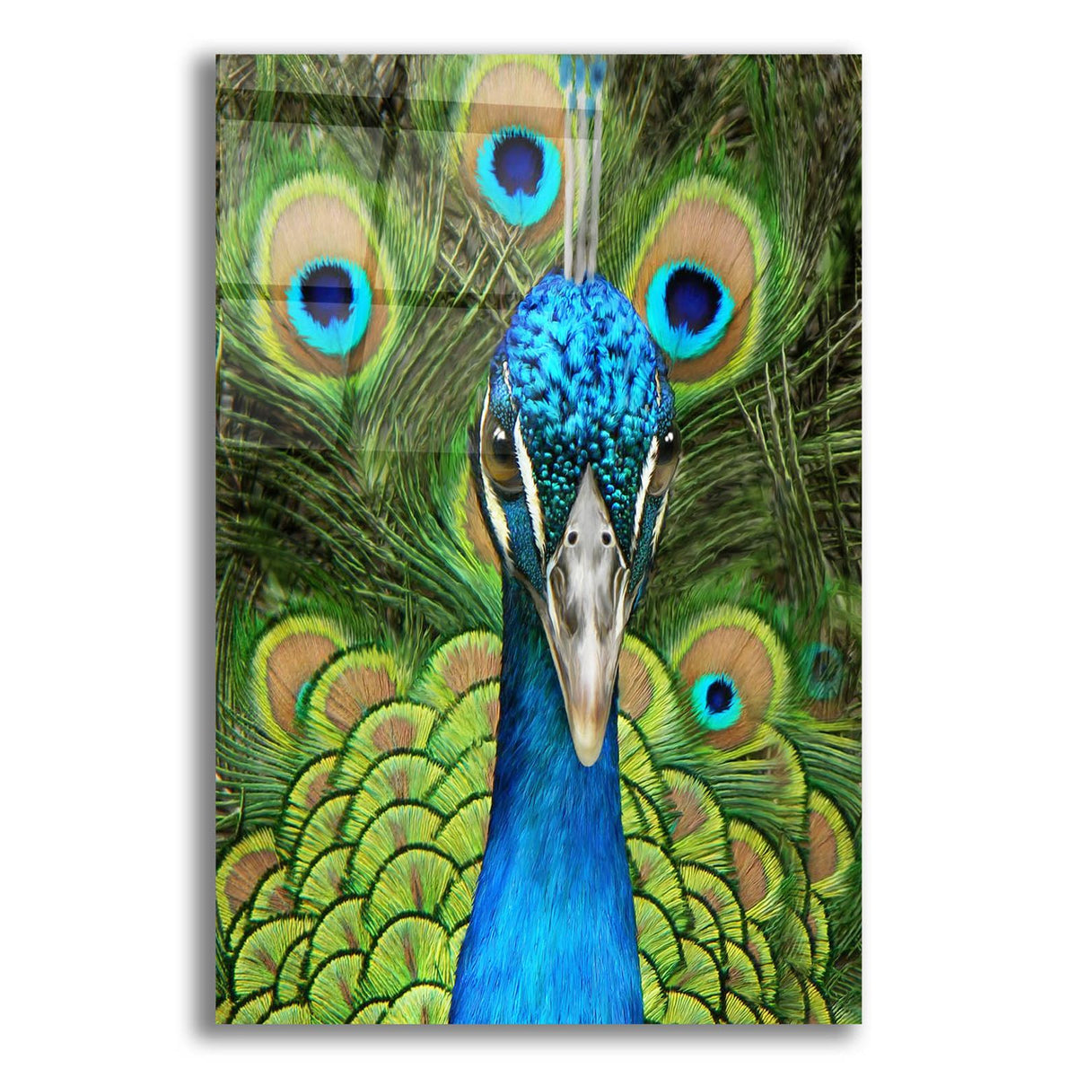 Peacock Face Bf by Carol Cavalaris acrylic glass wall art
