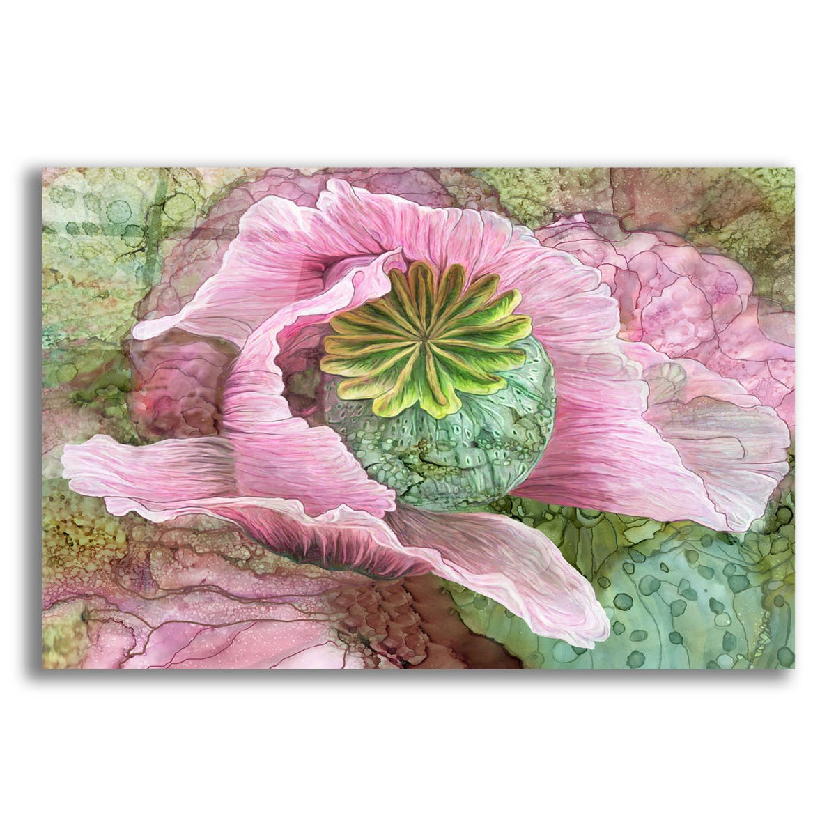 Pink Poppy Organica by Carol Cavalaris acrylic glass wall art