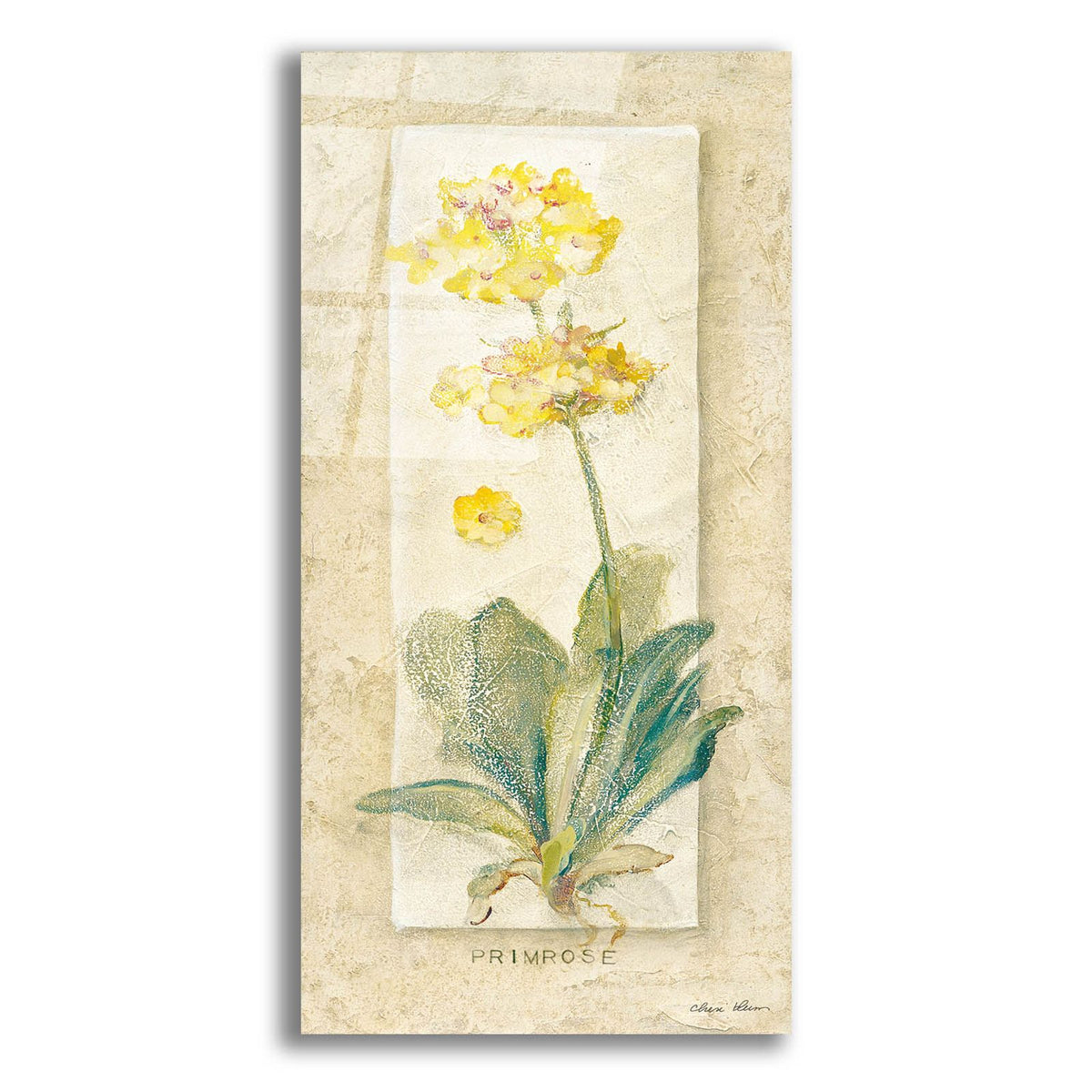 Primrose Light by Cheri Blum acrylic glass wall art