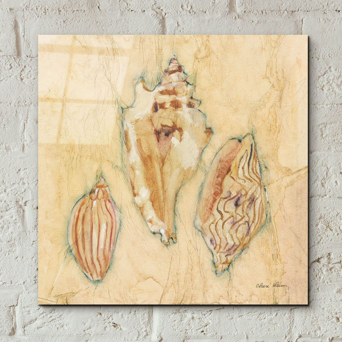 Shells 1 by Cheri Blum - 12x12 acrylic wall art in a room