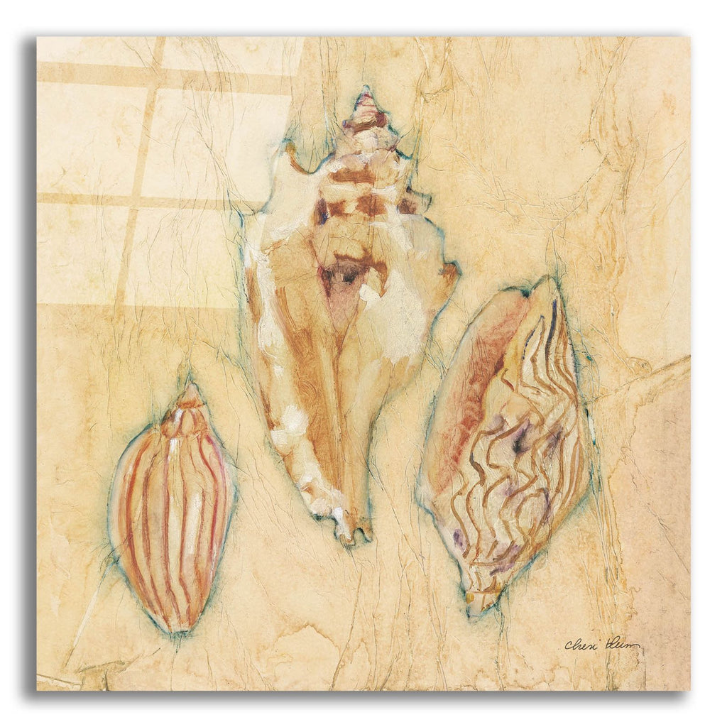 Shells 1 by Cheri Blum acrylic glass wall art