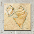 Shells 2 by Cheri Blum - 12x12 acrylic wall art in a room