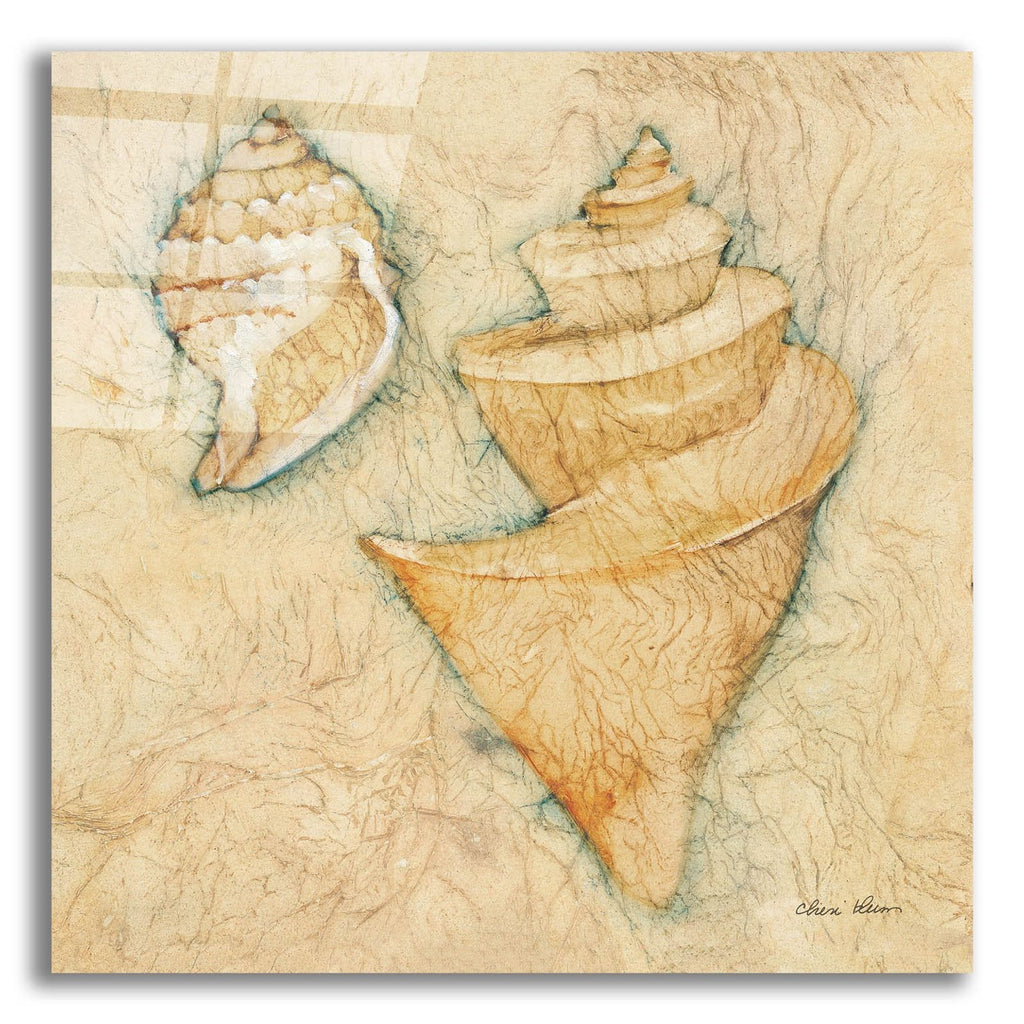 Shells 2 by Cheri Blum acrylic glass wall art