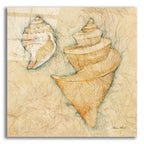 Shells 2 by Cheri Blum acrylic glass wall art