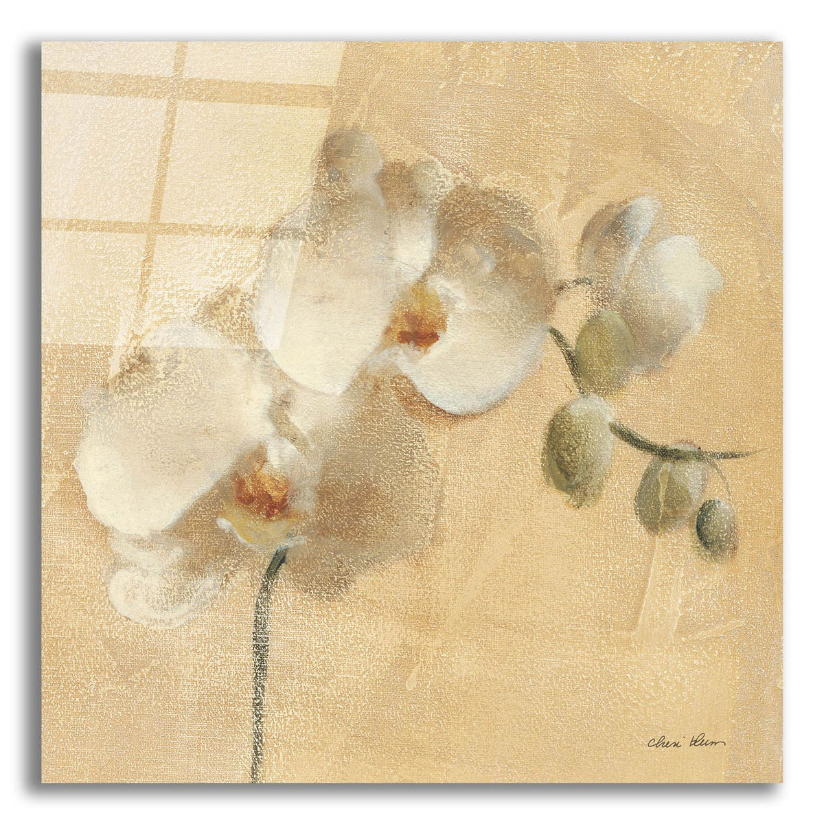 White Orchid Crop by Cheri Blum acrylic glass wall art