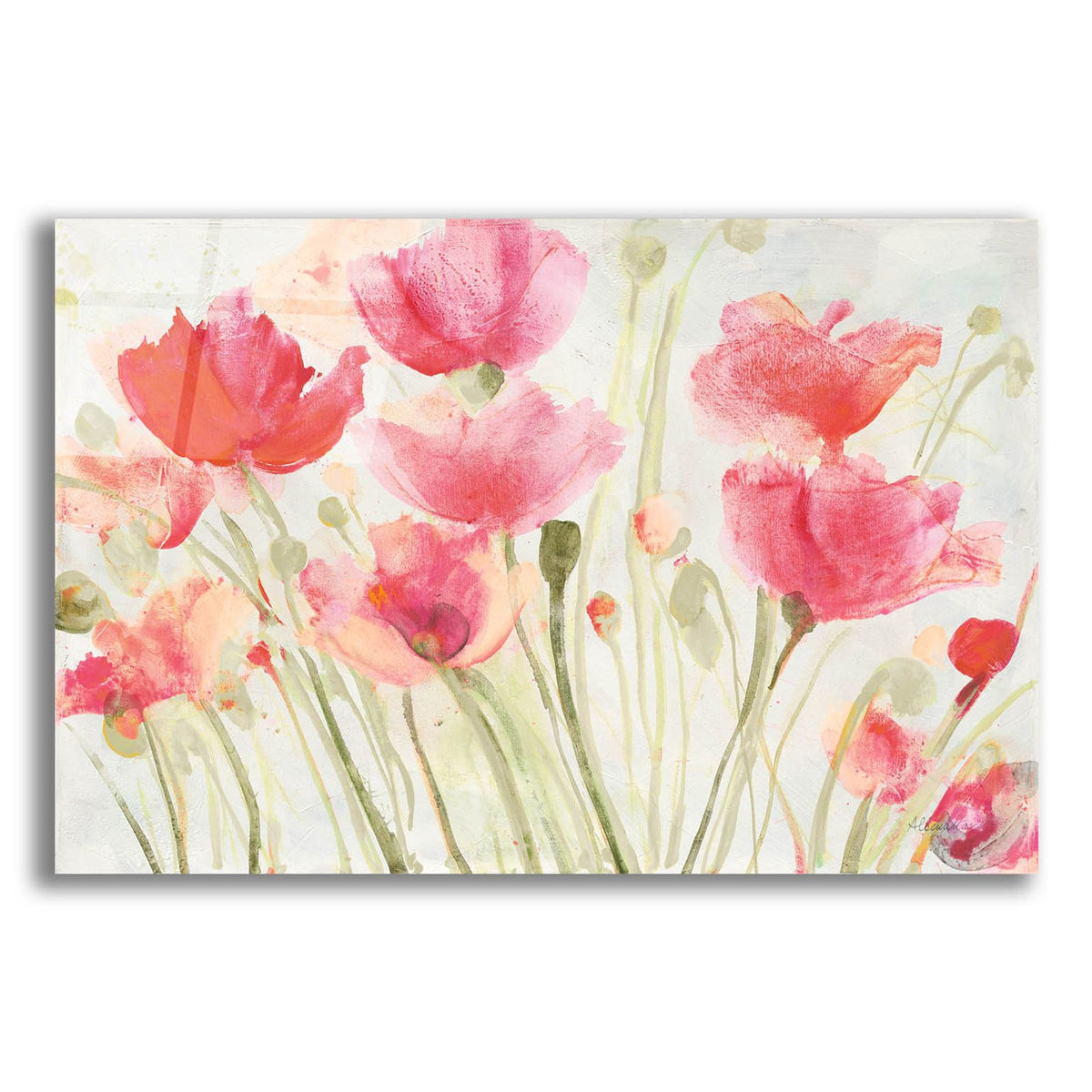 Blush Poppies by Albena Hristova acrylic glass wall art