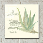 Aloe Vera by Chris Paschke - 12x12 acrylic wall art in a room