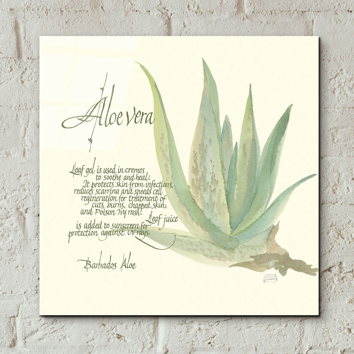 Aloe Vera by Chris Paschke - 12x12 acrylic wall art in a room