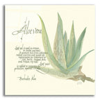 Aloe Vera by Chris Paschke acrylic glass wall art