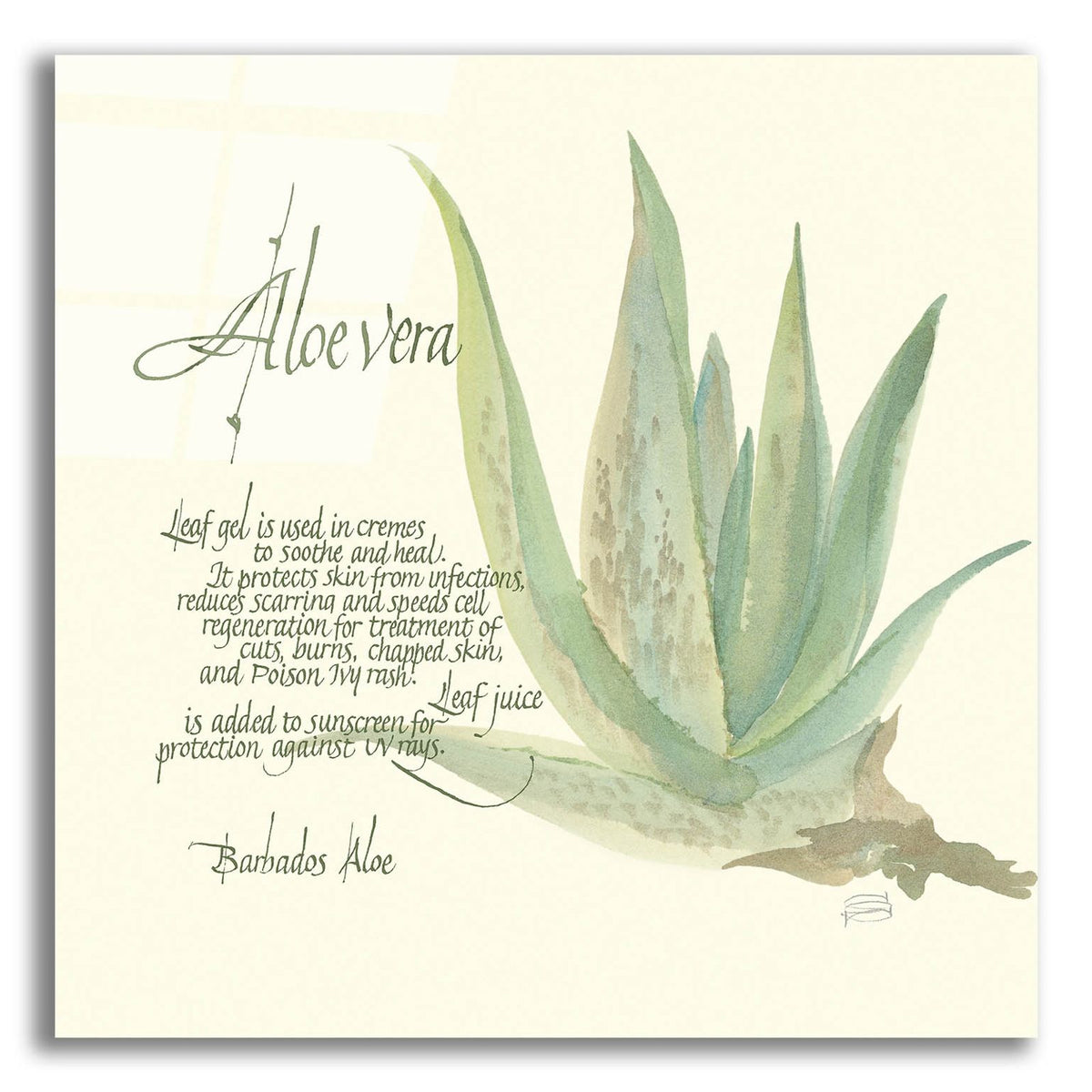 Aloe Vera by Chris Paschke acrylic glass wall art