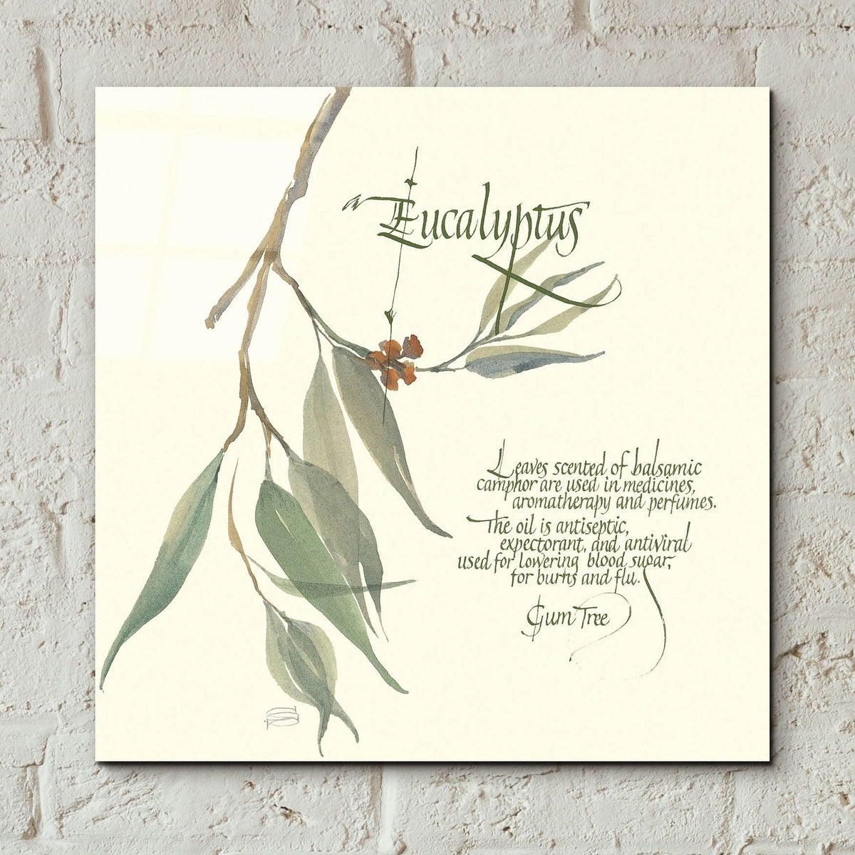 Eucalyptus by Chris Paschke - 12x12 acrylic wall art in a room