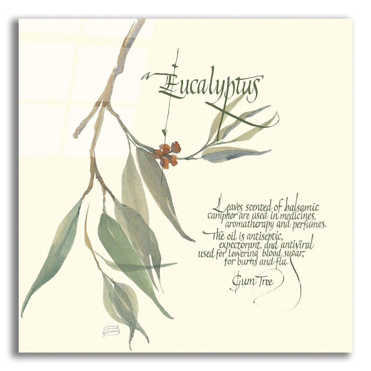Eucalyptus by Chris Paschke acrylic glass wall art