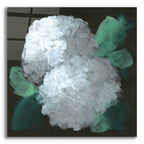 Hydrangea 2 by Chris Paschke acrylic glass wall art