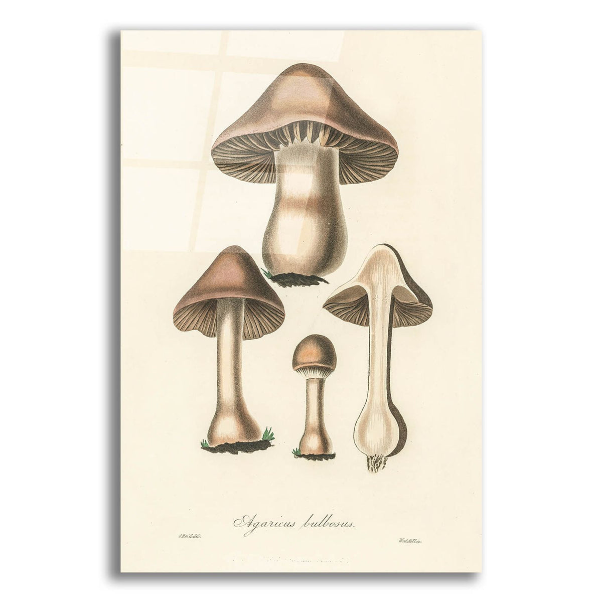 Agaricus Bullosus by Art Licensing Studio acrylic glass wall art