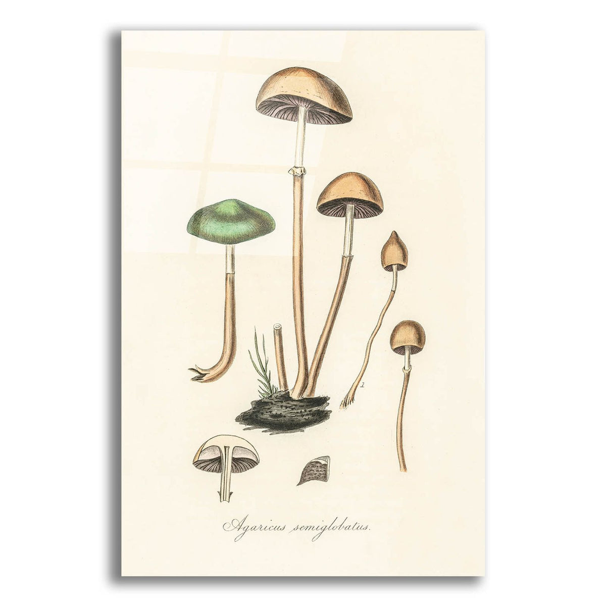 Agaricus Semiglobatus by Art Licensing Studio acrylic glass wall art