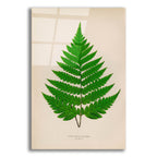 Botanical Fern by Art Licensing Studio acrylic glass wall art