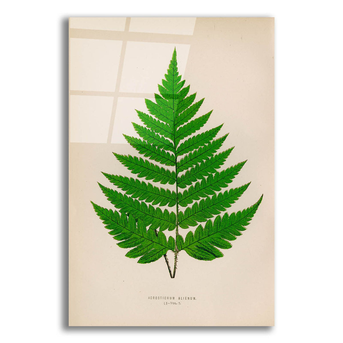 Botanical Fern by Art Licensing Studio acrylic glass wall art