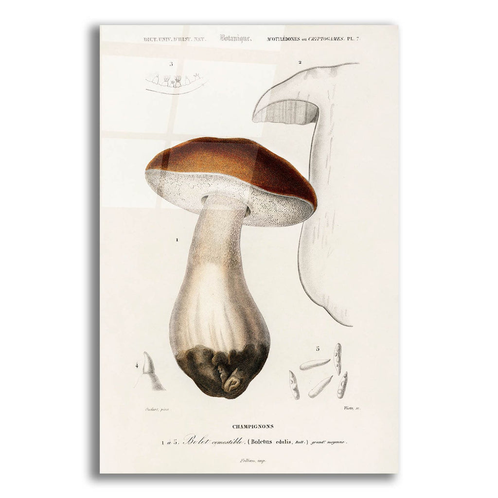 Champignon by Art Licensing Studio acrylic glass wall art