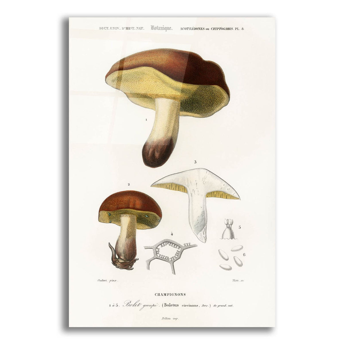 Champignons by Art Licensing Studio acrylic glass wall art