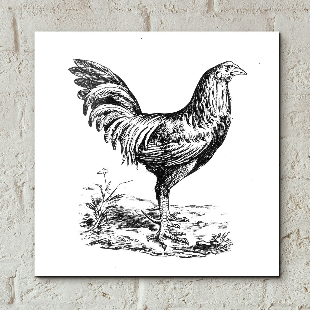 Chicken In The Yard by Art Licensing Studio - 12x12 acrylic wall art in a room