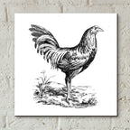 Chicken In The Yard by Art Licensing Studio - 12x12 acrylic wall art in a room