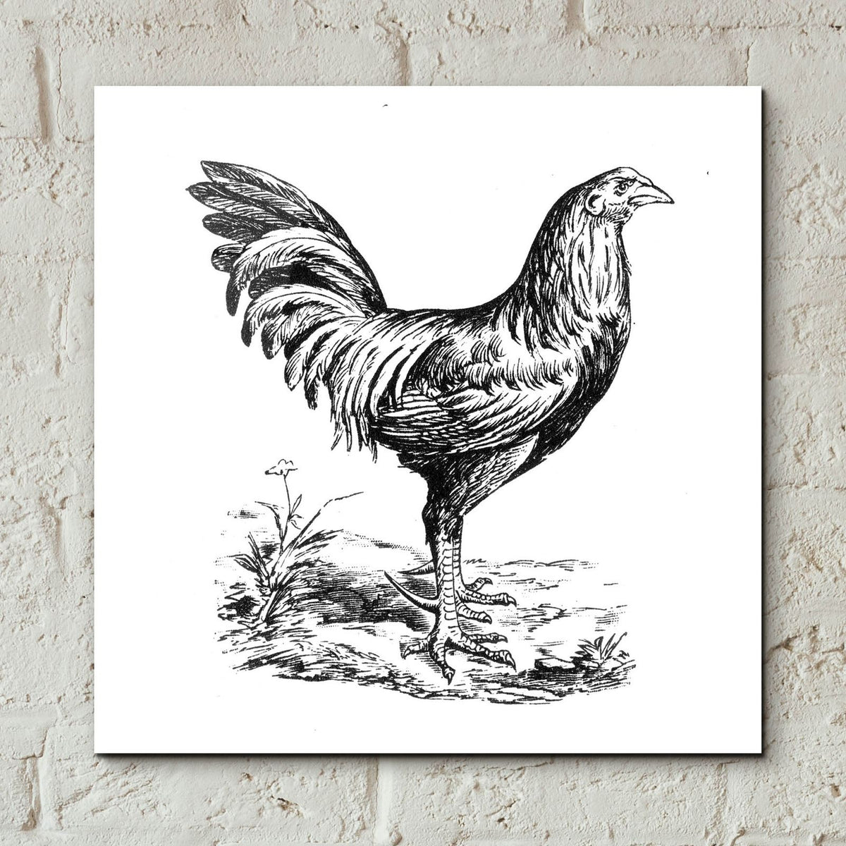 Chicken In The Yard by Art Licensing Studio - 12x12 acrylic wall art in a room
