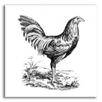 Chicken In The Yard by Art Licensing Studio acrylic glass wall art
