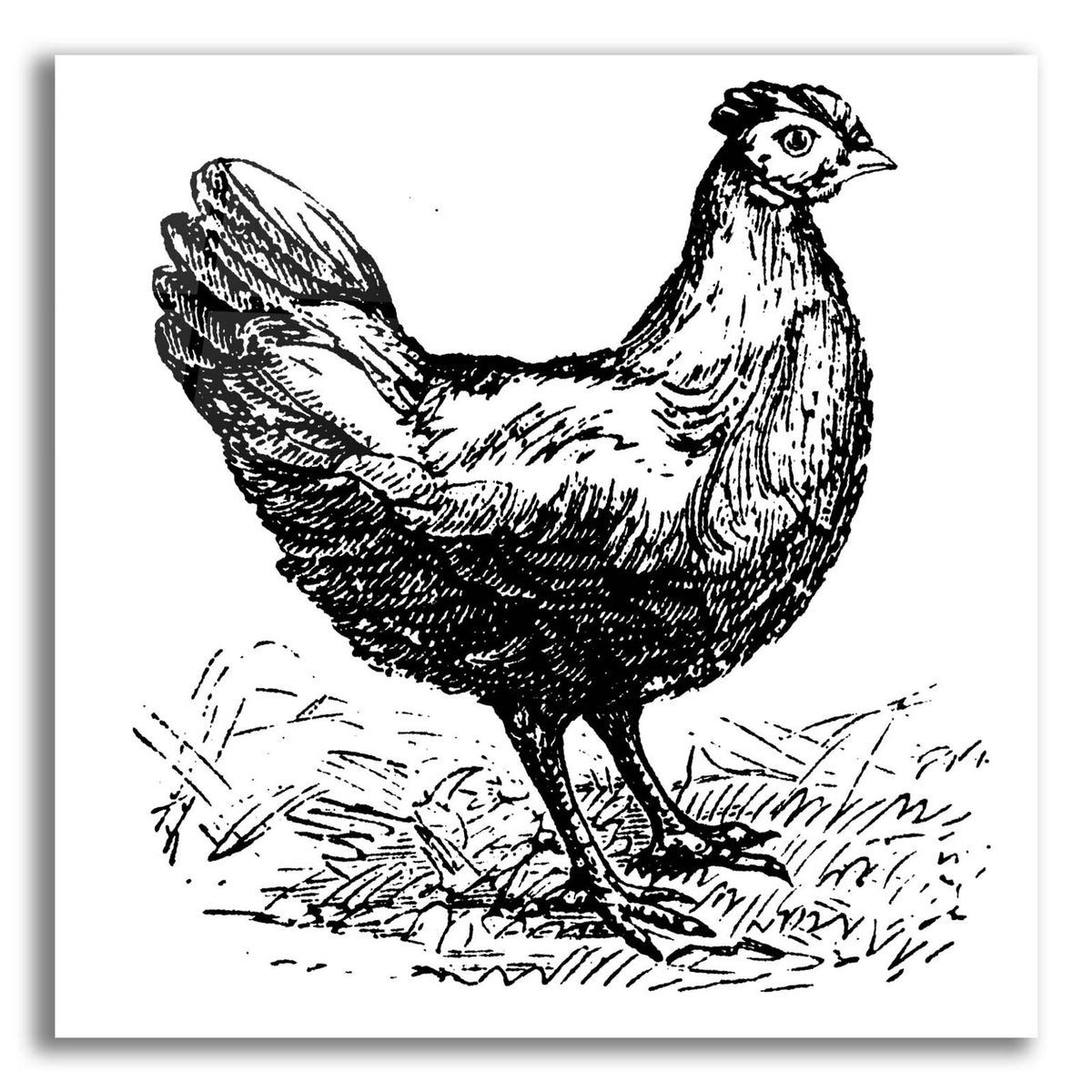Chicken Scratch by Art Licensing Studio acrylic glass wall art