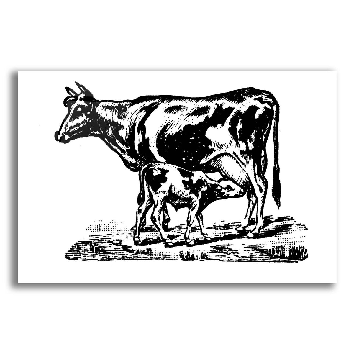 Cow And Calf by Art Licensing Studio acrylic glass wall art