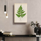 Davallia Pyxidata by Art Licensing Studio - 16x24 acrylic wall art in a room