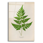 Davallia Pyxidata by Art Licensing Studio acrylic glass wall art