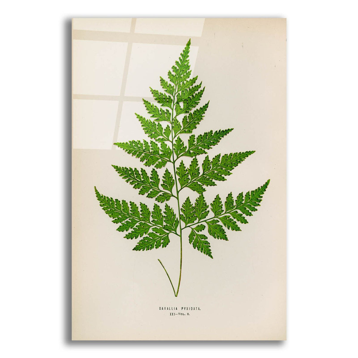 Davallia Pyxidata by Art Licensing Studio acrylic glass wall art