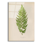 Davallia Tenuifolia by Art Licensing Studio acrylic glass wall art