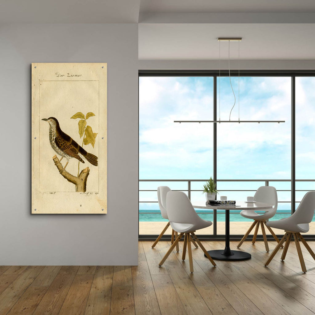 Der Ziemer by Art Licensing Studio - 24x48 acrylic wall art in a room