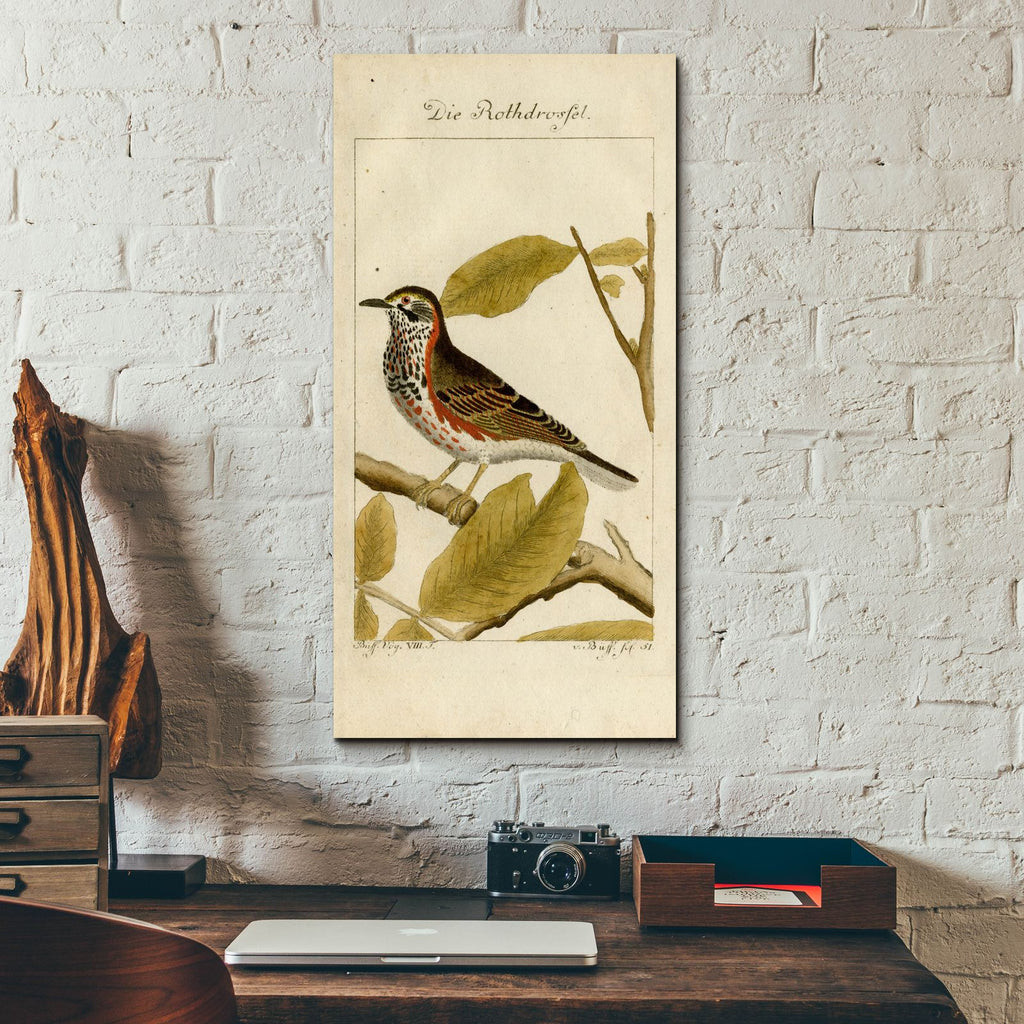 Die Rothdrosfel by Art Licensing Studio - 12x24 acrylic wall art in a room