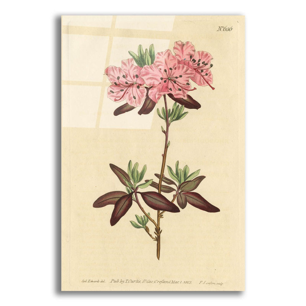 Dotted Leaved Rhododendron by Art Licensing Studio acrylic glass wall art