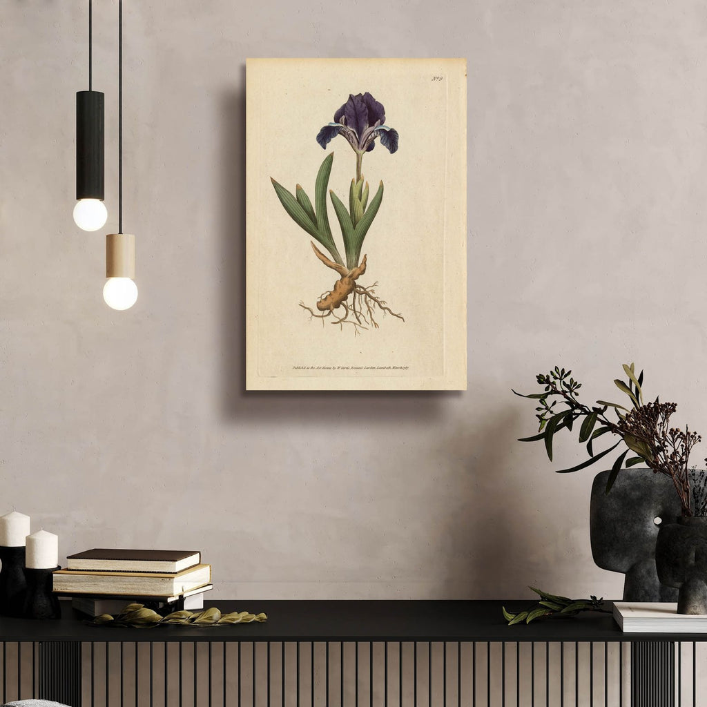 Dwarf Iris by Art Licensing Studio - 16x24 acrylic wall art in a room