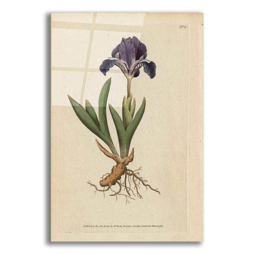 Dwarf Iris by Art Licensing Studio acrylic glass wall art