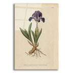 Dwarf Iris by Art Licensing Studio acrylic glass wall art