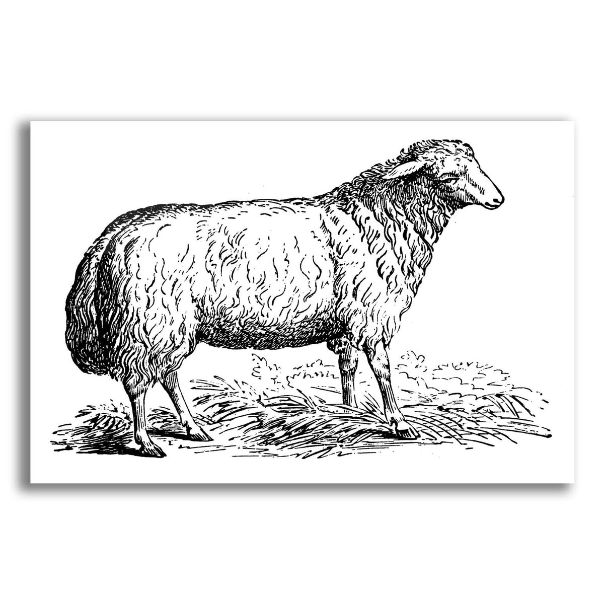 Ewe by Art Licensing Studio acrylic glass wall art