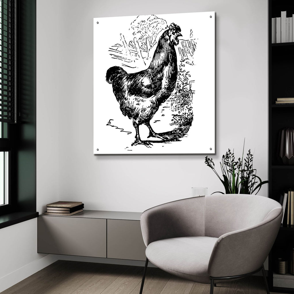 Garden Chicken by Art Licensing Studio - 36x36 acrylic wall art in a room