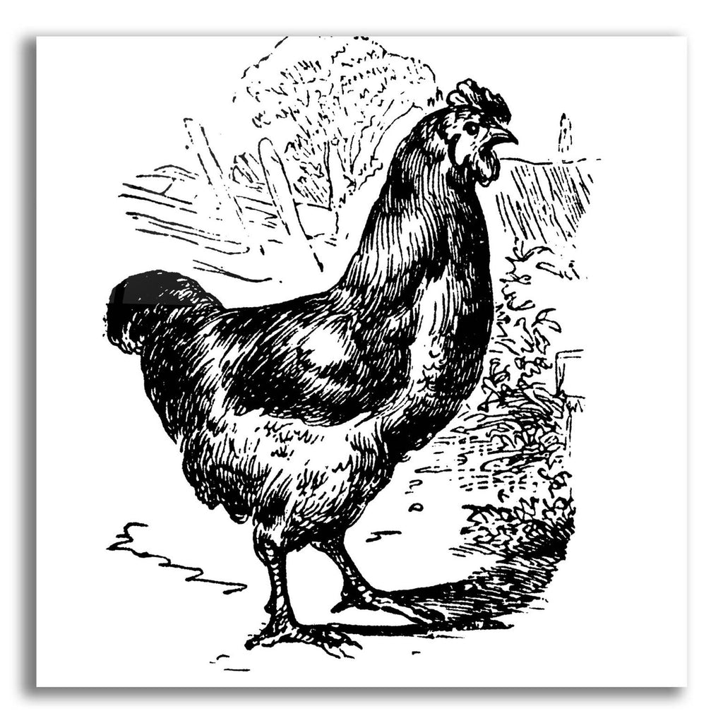 Garden Chicken by Art Licensing Studio acrylic glass wall art