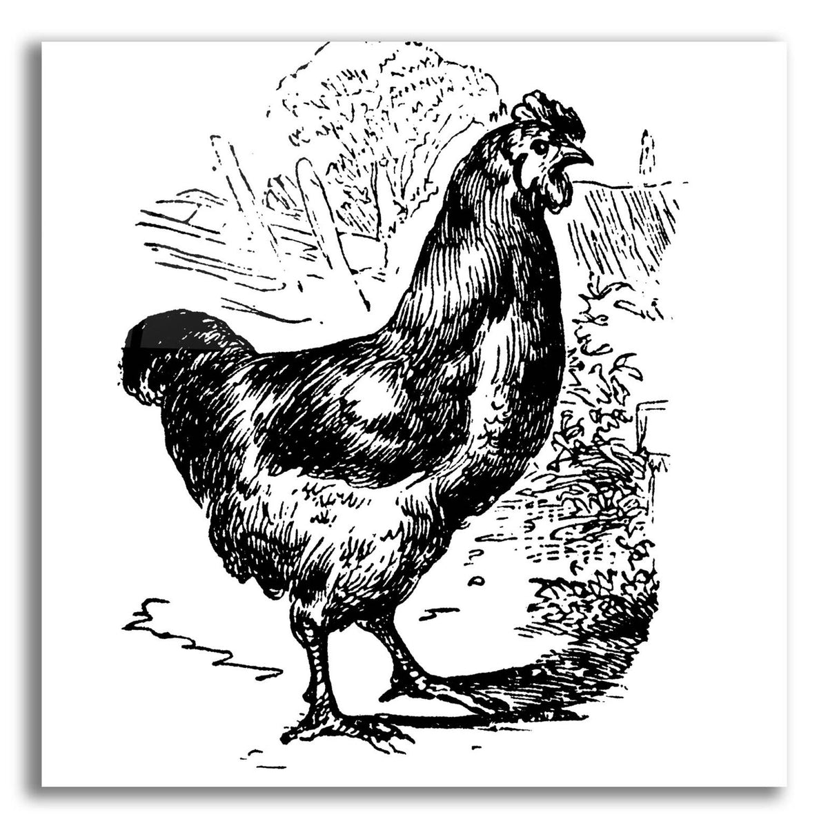 Garden Chicken by Art Licensing Studio acrylic glass wall art