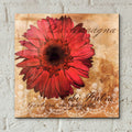 Gerbera Italia by Art Licensing Studio - 12x12 acrylic wall art in a room