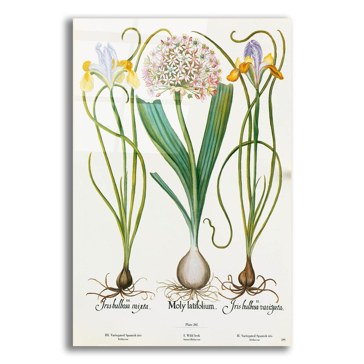 Iris And Allium by Art Licensing Studio acrylic glass wall art